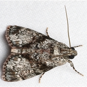 Stericta nephelodes at Bulli, NSW - 6 Feb 2025 10:47 PM