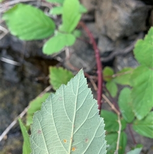 Phragmidium violaceum (Blackberry Leaf Rust Fungus) at Strathnairn, ACT - 7 Feb 2025 by Eland