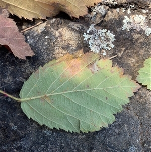 Phragmidium violaceum at Strathnairn, ACT - 7 Feb 2025 03:49 PM