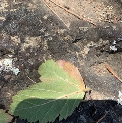 Phragmidium violaceum at Strathnairn, ACT - 7 Feb 2025 03:49 PM