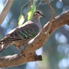 Phaps chalcoptera (Common Bronzewing) at Splitters Creek, NSW - 27 Jan 2025 by KylieWaldon