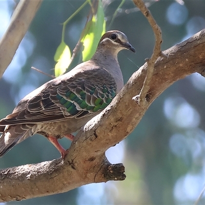 Phaps chalcoptera (Common Bronzewing) at Splitters Creek, NSW - 27 Jan 2025 by KylieWaldon