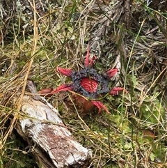 Aseroe rubra (Anemone Stinkhorn) at Central Plateau, TAS - Today by DrBen