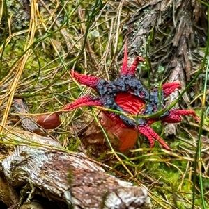 Aseroe rubra at Central Plateau, TAS - suppressed