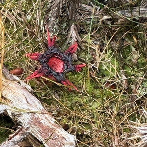 Aseroe rubra at Central Plateau, TAS - suppressed