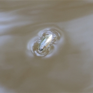 Unidentified Water beetle (several families) at Splitters Creek, NSW - 27 Jan 2025 by KylieWaldon