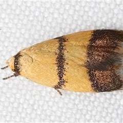 Heteroteucha translatella (Wingia Group) at Bulli, NSW - 6 Feb 2025 by jb2602