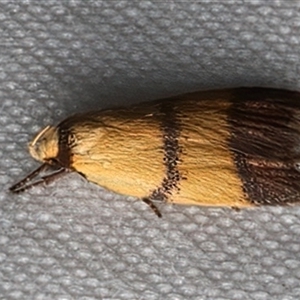 Heteroteucha translatella at Bulli, NSW - 6 Feb 2025 11:03 PM