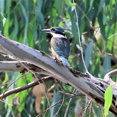 Todiramphus sanctus (Sacred Kingfisher) at Splitters Creek, NSW - 27 Jan 2025 by KylieWaldon