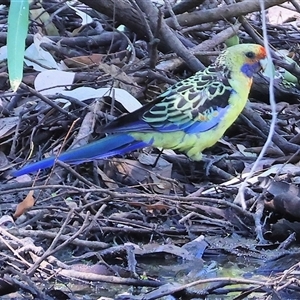 Platycercus elegans flaveolus at Splitters Creek, NSW - 27 Jan 2025 by KylieWaldon