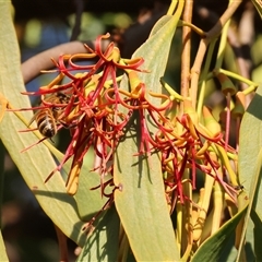 Amyema miquelii (Box Mistletoe) at Wodonga, VIC - 7 Feb 2025 by KylieWaldon