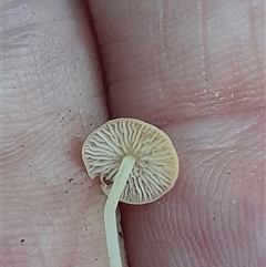 Unidentified Fungus at Pappinbarra, NSW - Yesterday by jonvanbeest