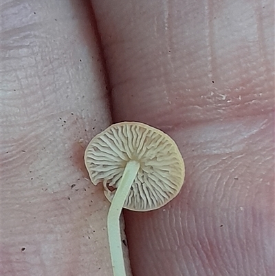 Unidentified Fungus at Pappinbarra, NSW - Yesterday by jonvanbeest