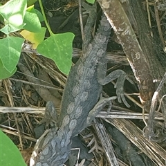 Pogona barbata (Eastern Bearded Dragon) at Copmanhurst, NSW - 1 Feb 2025 by MazzV