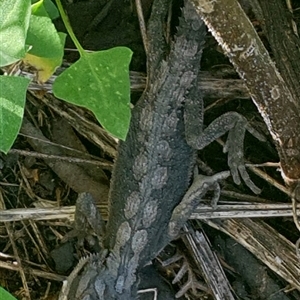 Pogona barbata at Copmanhurst, NSW - suppressed