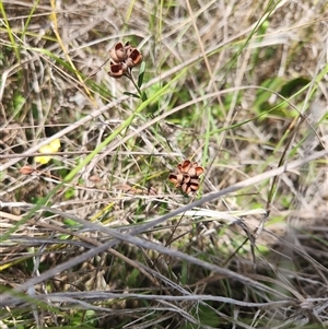 Chorizema parviflorum at Albion Park Rail, NSW - 6 Feb 2025 by thegirlthatseedsgrew