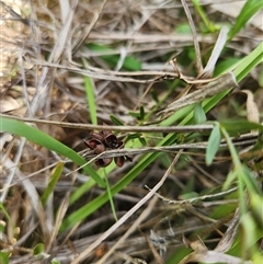 Chorizema parviflorum at Albion Park Rail, NSW - 6 Feb 2025 12:35 PM
