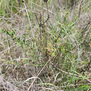 Pimelea curviflora (Curved Rice-flower) at Albion Park Rail, NSW - Yesterday by thegirlthatseedsgrew