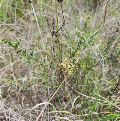 Pimelea curviflora at Albion Park Rail, NSW - Yesterday by thegirlthatseedsgrew