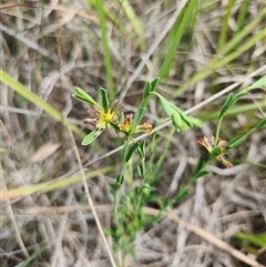 Pimelea curviflora var. curviflora at Albion Park Rail, NSW - 6 Feb 2025 12:24 PM