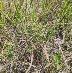 Pimelea curviflora var. curviflora at Albion Park Rail, NSW - 6 Feb 2025 12:24 PM