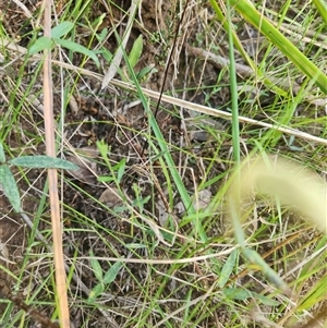 Chorizema parviflorum at Albion Park Rail, NSW - 6 Feb 2025 10:55 AM