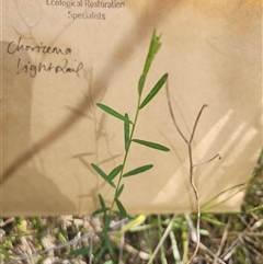 Chorizema parviflorum at Albion Park Rail, NSW - 6 Feb 2025 10:55 AM