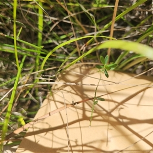 Chorizema parviflorum at Albion Park Rail, NSW - 6 Feb 2025 10:55 AM