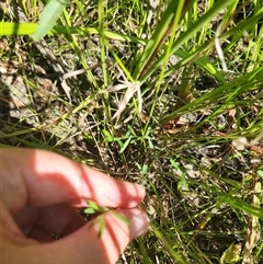 Chorizema parviflorum at Albion Park Rail, NSW - 6 Feb 2025 10:29 AM