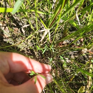 Chorizema parviflorum at Albion Park Rail, NSW - 6 Feb 2025 10:29 AM