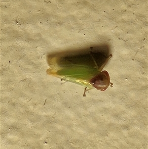 Unidentified Leafhopper or planthopper (Hemiptera, several families) at Canberra, ACT - 5 Feb 2025 by mauritsz