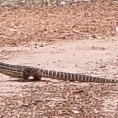 Varanus gouldii (Sand Goanna) at Copmanhurst, NSW - 25 Dec 2010 by MazzV