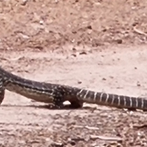 Varanus gouldii at Copmanhurst, NSW - suppressed