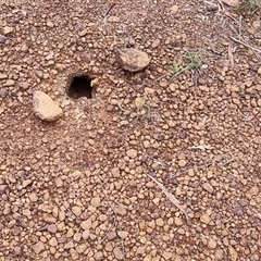 Varanus gouldii at Copmanhurst, NSW - suppressed