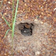 Varanus gouldii at Copmanhurst, NSW - suppressed