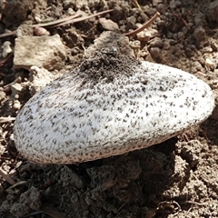 Agaricus sp. (Agaricus) at Goulburn, NSW - 2 Feb 2025 by Milly