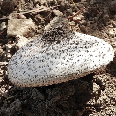 Agaricus sp. (Agaricus) at Goulburn, NSW - 2 Feb 2025 by Milly