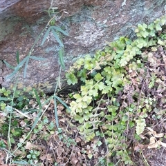 Asplenium flabellifolium (Necklace Fern) at Royalla, NSW - Today by Jeanette