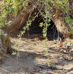 Vombatus ursinus (Common wombat, Bare-nosed Wombat) at Conder, ACT - Today by Jeanette