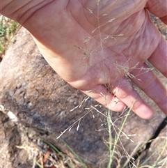 Eragrostis curvula (African Lovegrass) at Theodore, ACT - 7 Feb 2025 by Jeanette