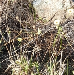 Tolpis barbata (Yellow Hawkweed) at Theodore, ACT - 7 Feb 2025 by Jeanette