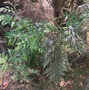 Grevillea robusta at Watson, ACT - 7 Feb 2025 03:40 PM