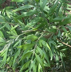 Grevillea robusta at Watson, ACT - 7 Feb 2025 03:40 PM