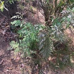 Grevillea robusta at Watson, ACT - 7 Feb 2025 03:40 PM