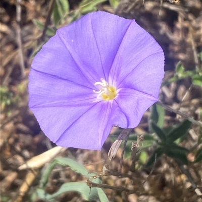 Convolvulus sabatius (Blue Rock Bindweed) at Hawker, ACT - 7 Feb 2025 by SteveBorkowskis