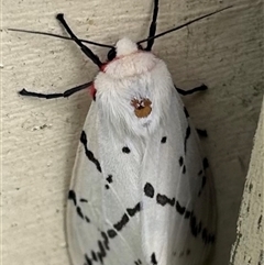 Ardices canescens (Dark-spotted Tiger Moth) at Braidwood, NSW - 7 Feb 2025 by stellabellaxx