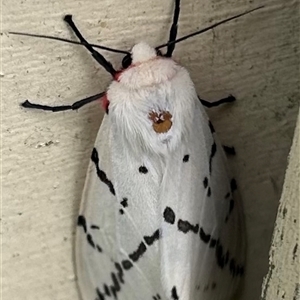 Ardices canescens (Dark-spotted Tiger Moth) at Braidwood, NSW - Yesterday by stellabellaxx