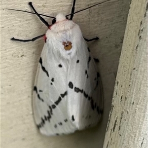 Ardices canescens at Braidwood, NSW - 7 Feb 2025 05:32 PM