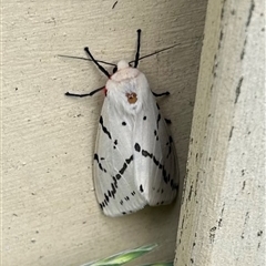 Ardices canescens at Braidwood, NSW - 7 Feb 2025 05:32 PM