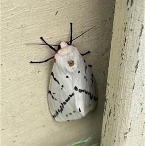 Ardices canescens at Braidwood, NSW - 7 Feb 2025 05:32 PM